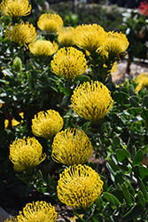 High Gold Pincushion (Leucospermum 'High Gold') at Lakeshore Garden Centres