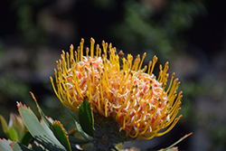 Veldfire Pincushion (Leucospermum 'Veldfire') at Lakeshore Garden Centres