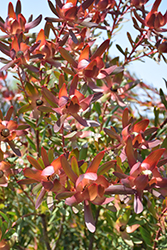Safari Sunset Conebush (Leucadendron 'Safari Sunset') at Lakeshore Garden Centres