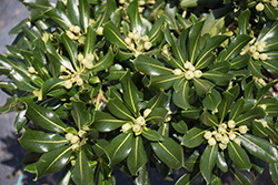 Oakleaf Pittosporum (Pittosporum 'Oakleaf') at Lakeshore Garden Centres