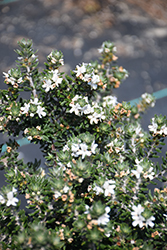 Coast Rosemary (Westringia fruticosa) at Lakeshore Garden Centres