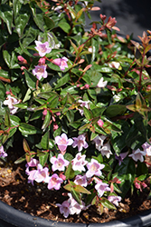 Sunrise Abelia (Abelia x grandiflora 'Sunrise') at Lakeshore Garden Centres