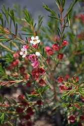 My Sweet Sixteen Waxflower (Chamelaucium 'My Sweet Sixteen') at Lakeshore Garden Centres