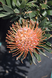Jody Jewell Pincushion (Leucospermum 'Jody Jewell') at Lakeshore Garden Centres