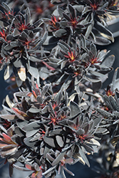 Ebony Conebush (Leucadendron 'Ebony') at Lakeshore Garden Centres