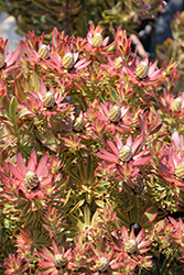 Jester Conebush (Leucadendron 'Jester') at Lakeshore Garden Centres