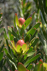 Safari Goldstrike Conebush (Leucadendron 'Safari Goldstrike') at Lakeshore Garden Centres