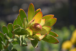 Safari Goldstrike Conebush (Leucadendron 'Safari Goldstrike') at Lakeshore Garden Centres