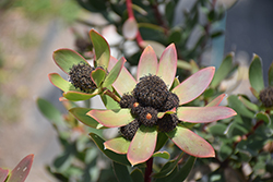 Cloudbank Ginny Conebush (Leucadendron 'Cloudbank Ginny') at Lakeshore Garden Centres