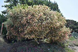 Cane's Bottlebrush (Callistemon 'Cane's Hybrid') at Lakeshore Garden Centres