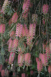 Cane's Bottlebrush (Callistemon 'Cane's Hybrid') at Lakeshore Garden Centres