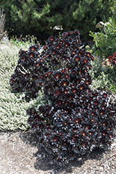 Purple Aeonium (Aeonium arboreum 'var. atropurpureum') at Lakeshore Garden Centres