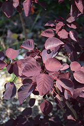 Caribbean Copper Plant (Euphorbia cotinifolia) at Lakeshore Garden Centres
