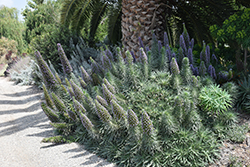 Pride of Madeira (Echium candicans) at Lakeshore Garden Centres