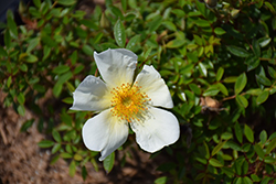 Happenstance Rose (Rosa 'Happenstance') at Lakeshore Garden Centres
