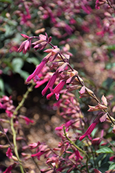 Wendy's Wish Sage (Salvia 'Wendy's Wish') at Lakeshore Garden Centres