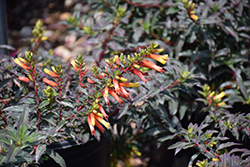 Candy Corn Plant (Cuphea micropetala) at Lakeshore Garden Centres