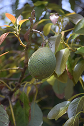 Hass Avocado (Persea americana 'Hass') at Lakeshore Garden Centres