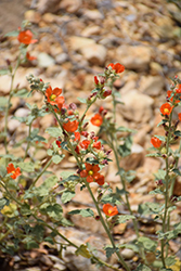 Desert Globemallow (Sphaeralcea ambigua) at Lakeshore Garden Centres