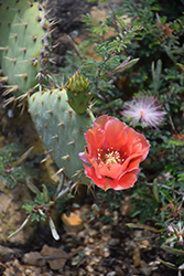 Engelmann's Prickly Pear Cactus (Opuntia engelmannii) at Lakeshore Garden Centres