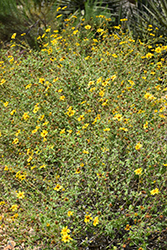 Parish's Goldeneye (Viguiera parishii) at Lakeshore Garden Centres