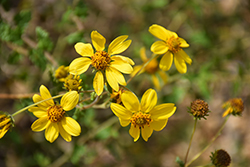 Parish's Goldeneye (Viguiera parishii) at Lakeshore Garden Centres