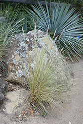 Desert Needlegrass (Achnatherum speciosum) at Lakeshore Garden Centres