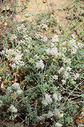 Interior California Buckwheat (Eriogonum fasciculatum var. polifolium) at Lakeshore Garden Centres
