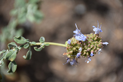 Desert Sage (Salvia dorrii) at Lakeshore Garden Centres