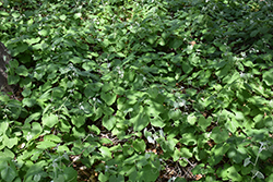 California Grape (Vitis californica) at Lakeshore Garden Centres