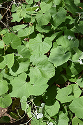 California Grape (Vitis californica) at Lakeshore Garden Centres