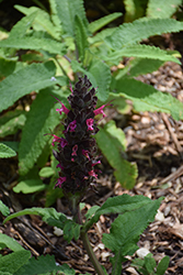 Las Pilitas Hummingbird Sage (Salvia spathacea 'Las Pilitas') at Lakeshore Garden Centres