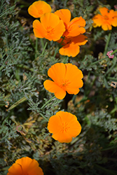 California Poppy (Eschscholzia californica) at Lakeshore Garden Centres