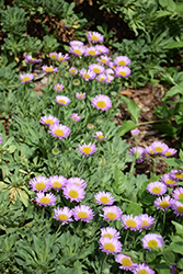 Sea Breeze Seaside Daisy (Erigeron glaucus 'Sea Breeze') at Lakeshore Garden Centres
