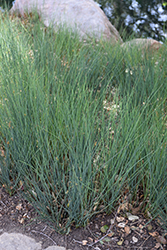 Elk Blue California Gray Rush (Juncus patens 'Elk Blue') at Lakeshore Garden Centres