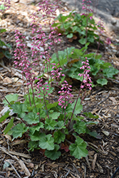 Rosada Coral Bells (Heuchera 'Rosada') at Lakeshore Garden Centres