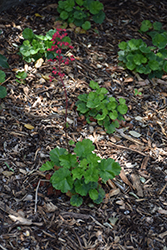 Susanna Coral Bells (Heuchera 'Susanna') at Lakeshore Garden Centres
