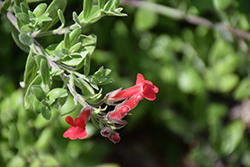 Island Snapdragon (Galvezia speciosa) at Lakeshore Garden Centres