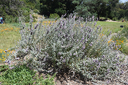 Bee's Bliss Sage (Salvia 'Bee's Bliss') at Lakeshore Garden Centres