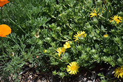 Coastal Gum Plant (Grindelia stricta var. platyphylla) at Lakeshore Garden Centres