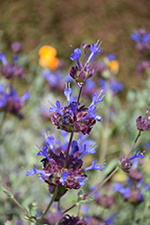 Celestial Blue Sage (Salvia 'Celestial Blue') at Lakeshore Garden Centres