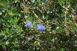 Ernie Bryant California Lilac (Ceanothus 'Ernie Bryant') at Lakeshore Garden Centres