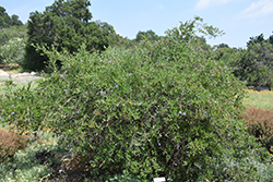 Ernie Bryant California Lilac (Ceanothus 'Ernie Bryant') at Lakeshore Garden Centres