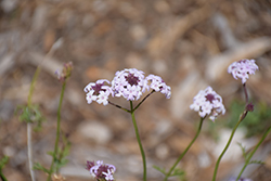Paseo Rancho Verbena (Verbena lilacina 'Paseo Rancho') at Lakeshore Garden Centres