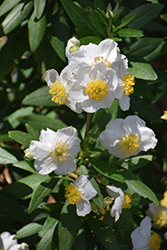 Bush Anemone (Carpenteria californica) at Lakeshore Garden Centres