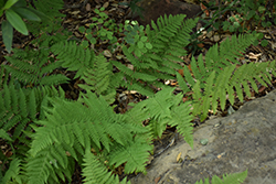 California Wood Fern (Dryopteris arguta) at Lakeshore Garden Centres