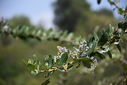 Tree Lilac (Ceanothus arboreus) at Lakeshore Garden Centres