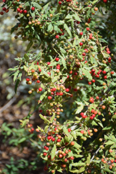 Nevin Barberry (Berberis nevinii) at Lakeshore Garden Centres