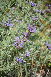 Allen Chickering Sage (Salvia 'Allen Chickering') at Lakeshore Garden Centres
