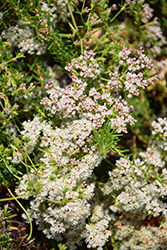 Warriner Lytle Buckwheat (Eriogonum fasciculatum 'Warriner Lytle') at Lakeshore Garden Centres